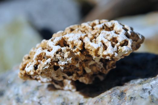 A sea coral on a rock.