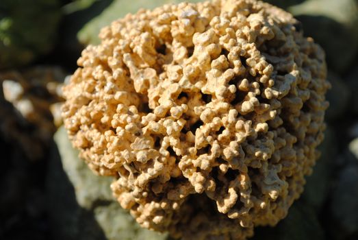 A sea coral.