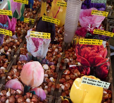 a group of colored tulip in holland