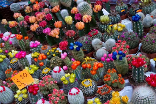 a group of colored cactus in holland