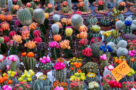 a group of colored cactus in holland