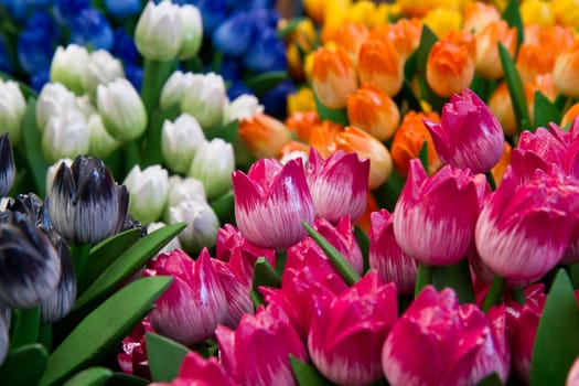 a group of colored wooden tulip in holland