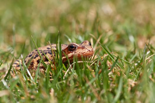 Closeup of brown frog Rana temporaria in garden