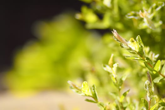 Spring still life with a green twig and shallow focus