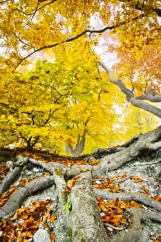 An image of a beautiful yellow autumn forest