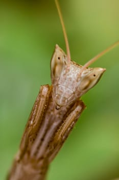 Mantis's specimen ( Apteromantis wingless ) posing with a terrifying appearance