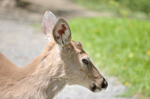 A whitetail deer button buck close up head shot shedding winter coat in late spring.