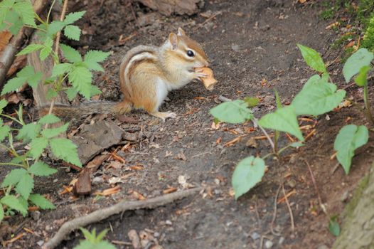 An eastern chipmunk eating a peanut in the woods.