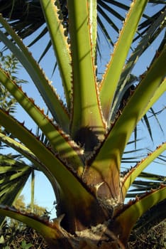 A Palm Tree Bark showing the pattern of stems