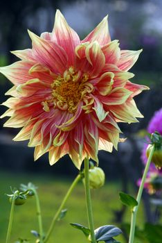 an isolated shot of Orange Dahlia Flower