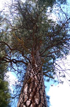 tall green sequoia trees in kings canyon national park california