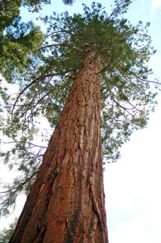 tall green sequoia trees in kings canyon national park california