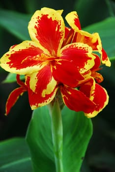 an isolated shot of red calla lily Flower blooming