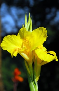 an isolated shot of yellow calla lily Flower blooming