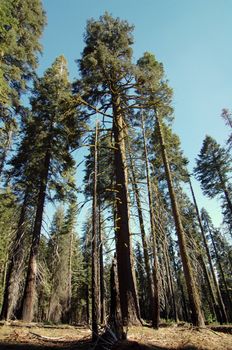 tall green sequoia trees in kings canyon national park california