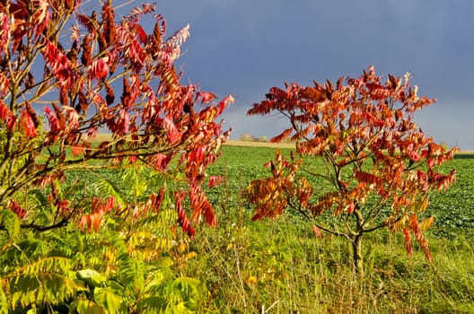 Couple of small trees with autumn red colored leaves growing near agricultural fields.