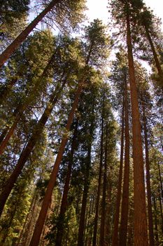 tall green sequoia trees in kings canyon national park california