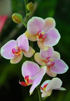 an isolated shot of Pink white Orchid flower