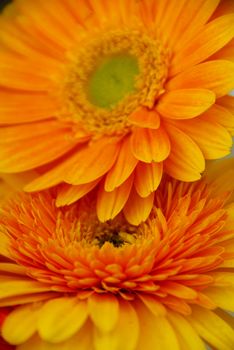 couple of yellow gerbera daisy flower couple