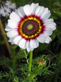 isolated closeup of white Venidium fastuosum Zulu Prince daisy flower