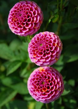 isolated shot of pink pompom dahila flower