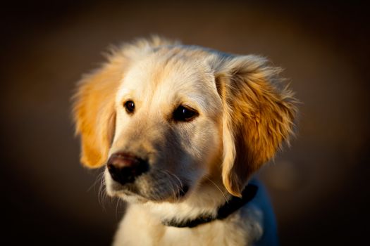 Nice specimen of dog of the race Golden Retriever