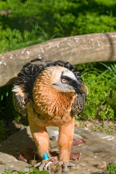 Lammergeier 's specimen (Gypaetus barbatus) posing placidly