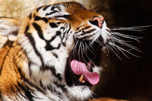 Fantastic specimen  of Bengal tiger posing placidly
