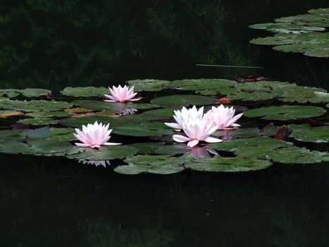 Beautiful Waterlily on pound in park