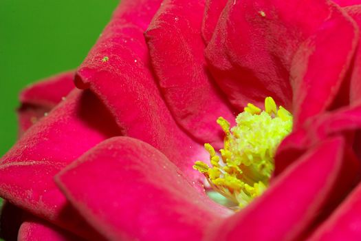 Composition of a little pompon over a green background