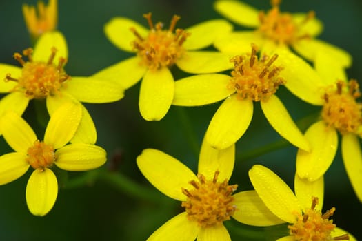 Beautiful composition of lot of yellow flowers