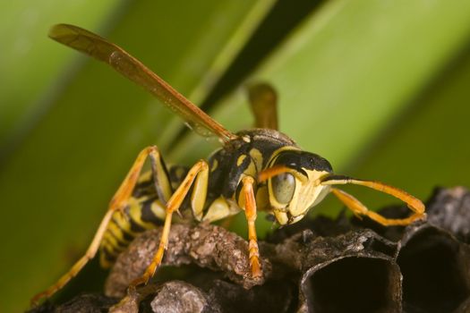  A wasp Polistes bischoffi ( Weyrauch, 1937 ) of threatening aspect