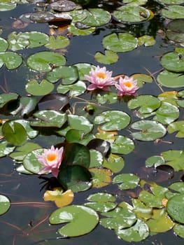 Beautiful Waterlily on pound in park