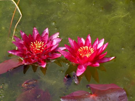 Beautiful Waterlily on pound in park