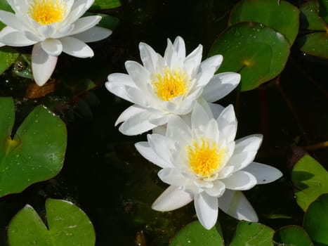 Beautiful Waterlily on pound in park