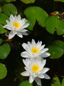 Beautiful Waterlily on pound in park