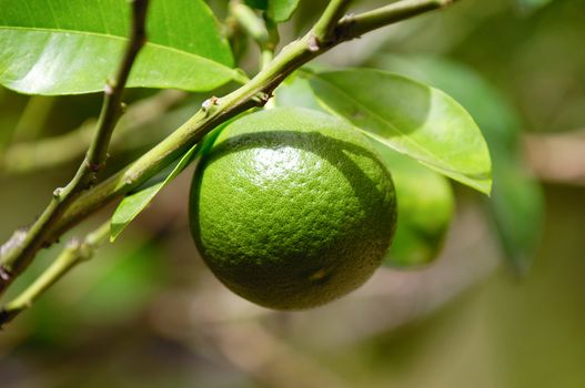 Lime tree with lime fruits