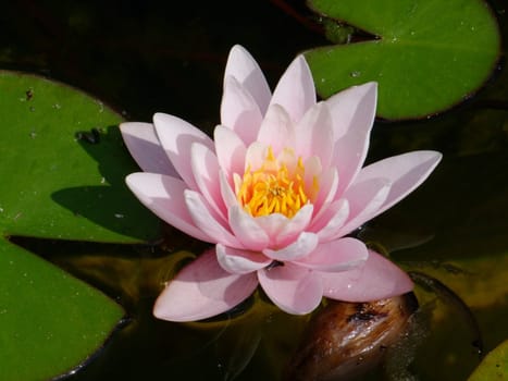 Beautiful Waterlily on pound in park