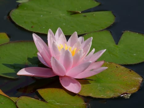 Beautiful Waterlily on pound in park