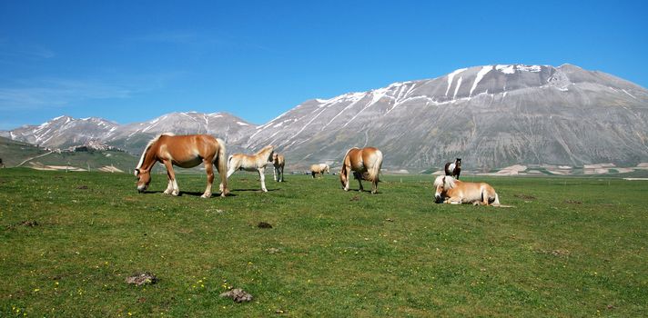 A group of horses in the umbria landscape