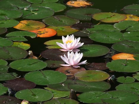 Beautiful Waterlily on pound in park