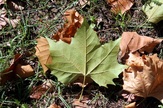 Autumn leaf