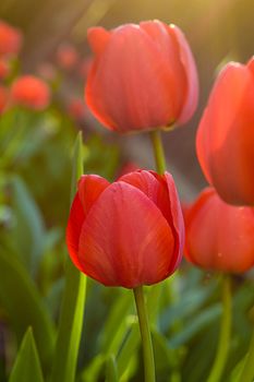 Red tulips in sunset light