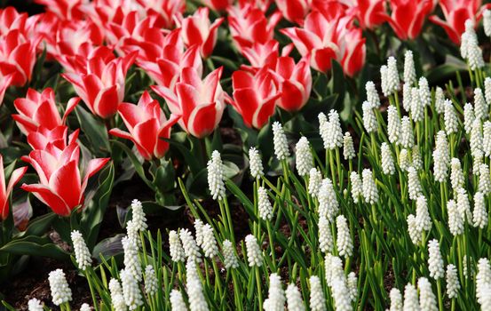 Muscari botryoides "Album" flowers and tulips