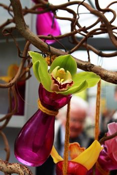 orchid flower in green vase on the tree