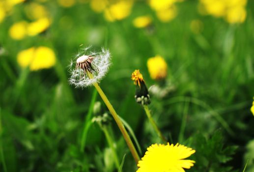 the only dry dandelion among green grass and blossoming flowers