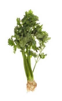 celery vegetable, photo on the white background