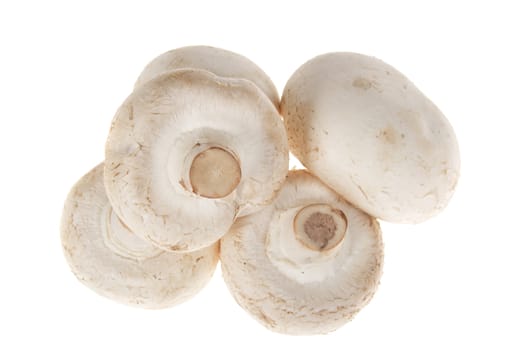 Button mushrooms photo on the white background