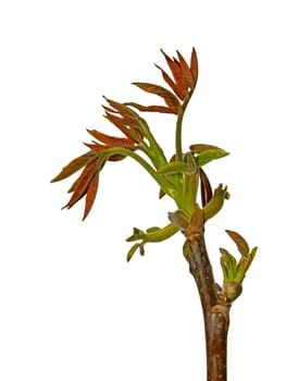 The young spring walnut sprout in the period of rapid growth. Isolated on the white background 