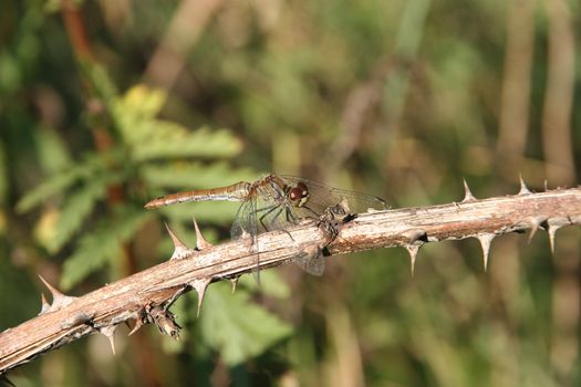 Ruddy Darter (Sympetrum sanguineum) - female on a branch